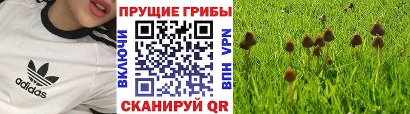 Псилоцибиновые грибы Psilocybine cubensis  Купить закладки  Люберцы 